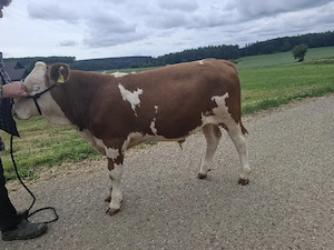 Fleckvieh Fresser Typisiert Männlich