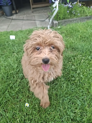 Zuckersüßer F1-Maltipoo-Welpe (Rüde) sucht ein liebevolles Zuhause Bild 4