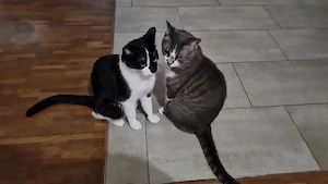 dringend 2 kater anzugeben 