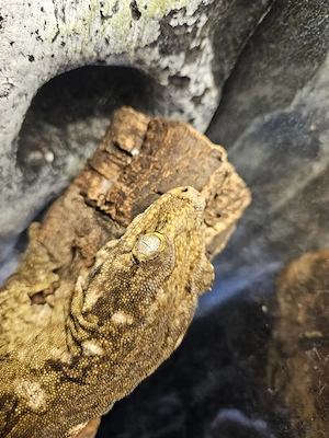 Neukaledonische Riesengecko (Rhacodactylus leachianus)Mt.Koghis Tröger Line 0.1