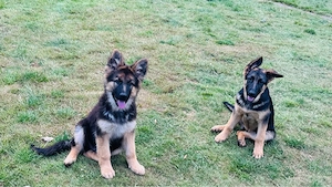 Schäferhund-Welpen suchen ein liebevolles Zuhause