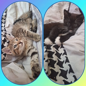 mischlingskatze(Kater)