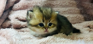 Goldene Chinchilla kitten BKH und BLH mit stammbaum München
