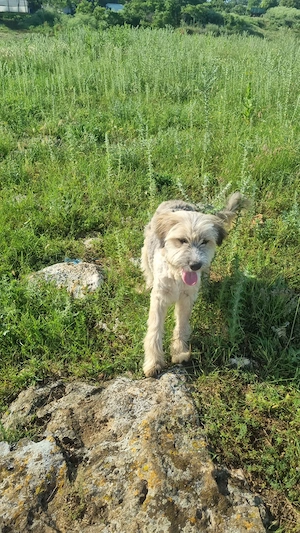 Leif wartet in Mangalia Bild 4