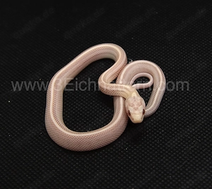Kornnatter Nachzuchten 2026 Coral Ghost, Coral Snow, Ghost, Hypo Snow uvm