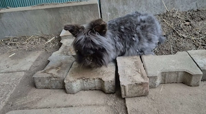 Kastrierter Angora-Mix sucht ein Zuhause