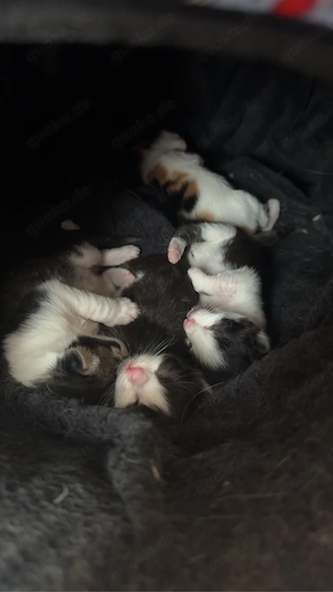 ragdoll baby 6wochen