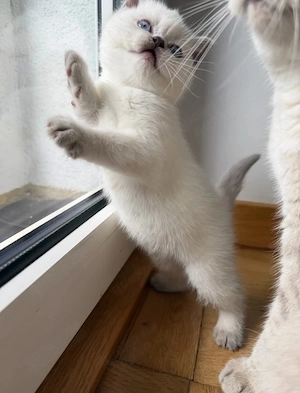 Babykitten 1Junge frei
