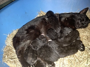 5 kleine kitten suchen ein neues Zuhause 