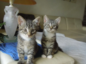 BKH Mix Kitten ab 06.07.26 abzugeben