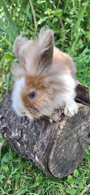Zwergkaninchen Löwenkopf