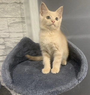 Maine Coon Kater