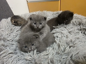  Süße Kitten suchen ab August ein liebevolles Zuhause 