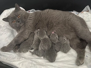 Britisch-Kurzhaar-Katze 