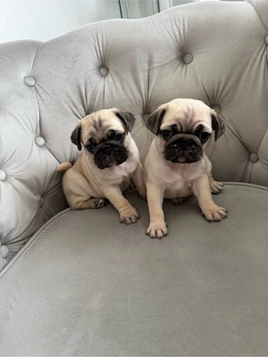 Mops Welpen 