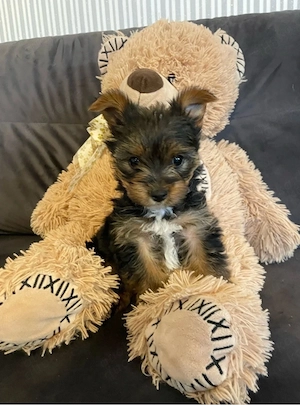 Yorkshire Terrier