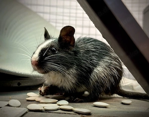 Degu Männchen Butch knapp 1 Jahr, Schwarz Weiß Schecke