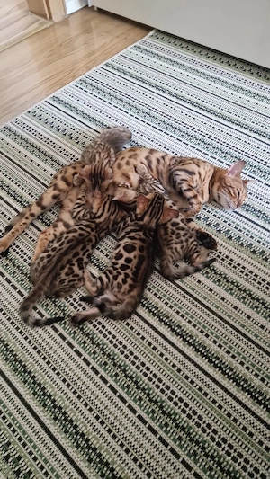 Bengalkitten Bild 9