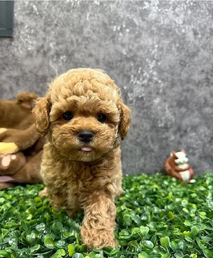 F1 Maltipoo Welpen bereit