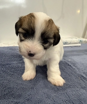 Coton de Tulear Welpen