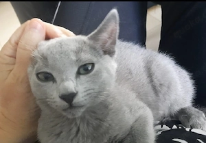 Russisch Blau Kitten