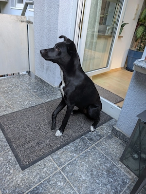 Schäferhundmischling Junghund Puma 