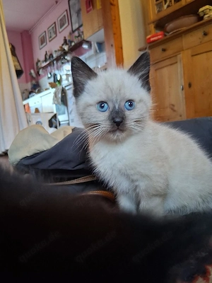 Maine Coon Waldkatzen Kitten