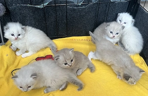 Ragdoll Kitten Thüringen