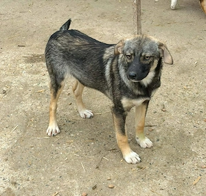 Farah  - Hündin in Sascut