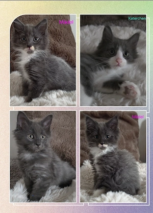Reinrassige Maine Coon Kitten suchen neue Öhrchenkrauler 
