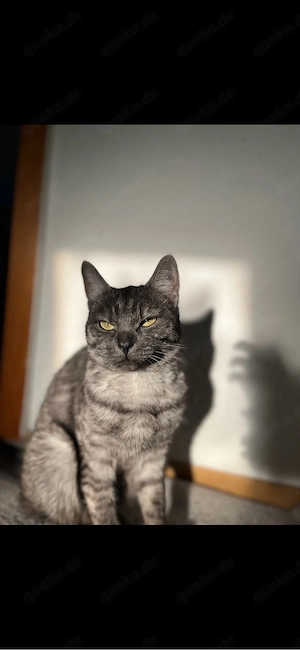 wunderschöne katze sucht ein neues zuhause!