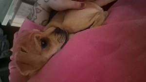 Mops Pinscher Welpe 