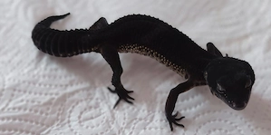 Black Night Pure Zuchtgruppe Männchen Weibchen 