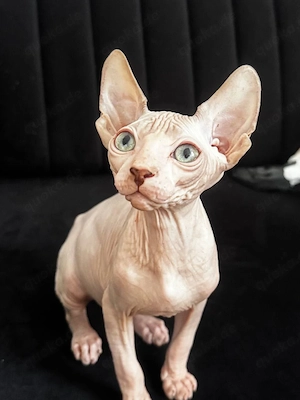 Sphynx-Kätzchen