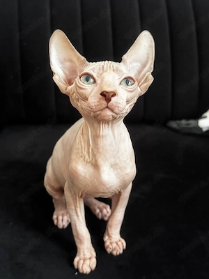 Sphynx-Kätzchen