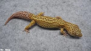 1,0 Männchen Boldstripe Bell Albino het Radar (Eclipse) Leopardgecko 2023