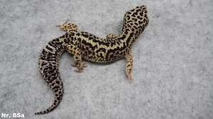 1,0 Männchen Boldstripe het Eclipse Leopardgecko 2022 