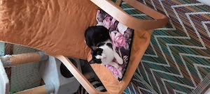 2 Katzen Kostenlos zu  Verschenken  aus Karlsruhe Oberreut 