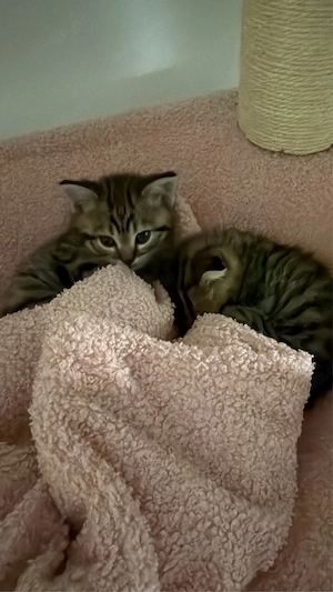 bengal   bkh kitten