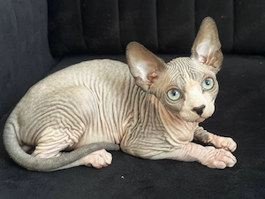 Süßer Kater