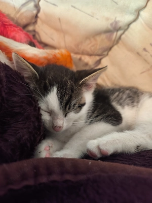 Kater sucht ein liebevolles Zuhause 