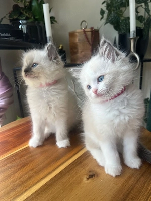 Traditionelle Ragdolls *Letzte 3*