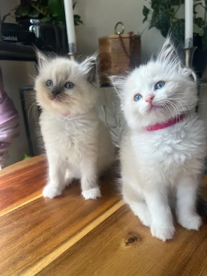 Wunderschöne Ragdoll-Kätzchen   bereit für ein neues Zuhause