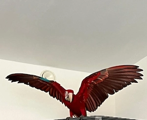 Wunderschöner Dunkelroter Ara (weiblich) sucht liebevolles Zuhause