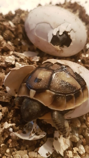 Nachzuchten der Griechischen Landschildkröten 2025