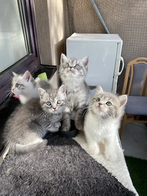Drei Baby Kater zur Adoption BKH