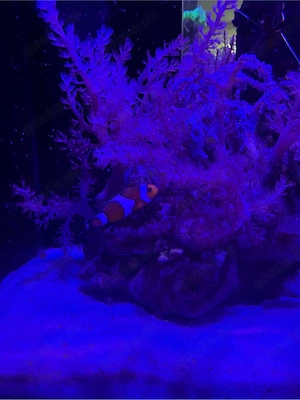clown fisch schnell abzugeben