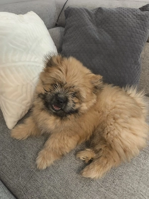 Pomeranian  Zwergspitz-Shih-Tzu-Mischling