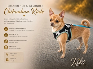 Süßer Chihuahua Deckrüde 
