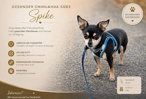 Wunderschöner Chihuahua Deckrüde